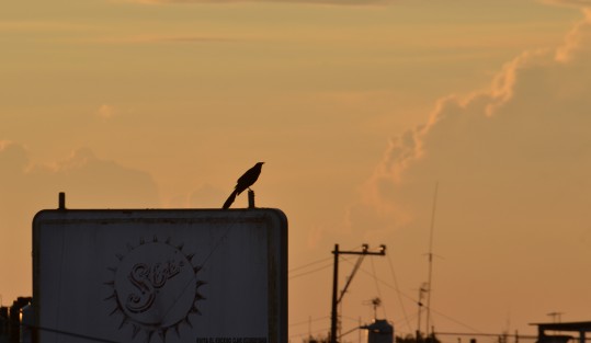 Ambiente diurno dominará caluroso a muy caluroso en costas de Veracruz, templado a cálido en regiones montañosas; fresco a frío durante la noche en zonas serranas. Una zona de inestabilidad ingresará al Golfo de México durante el domingo incrementando los nublados y lluvias en Tamaulipas y Veracruz, presentándose intervalos de chubascos muy fuertes (50 a 75 mm) con tormentas puntuales intensas (75 a 150 mm) acompañados de actividad eléctrica y viento en rachas a partir del lunes.