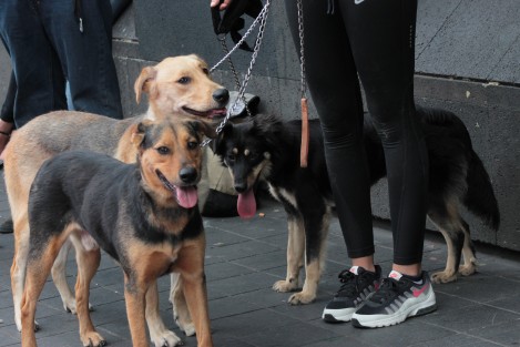 Joven rescatadora de canes busca quien adopte a Savannah, Dexter y Silvana, a quienes ha tenido a su cuidado desde que los encontró en diferentes sitios. Si alguien gusta convertirse en <em>papá</em> de estos peludos comuníquese al 228 119 1230