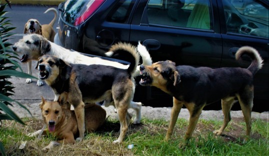 Pese a los esfuerzos de las asociaciones protectoras de animales y las campañas de esterilización, el número de perros callejeros es grande.