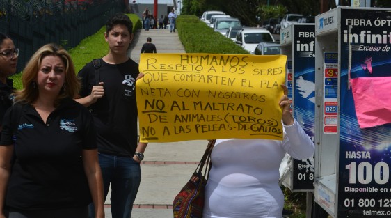 Animalistas se manifestaron afuera del Palacio Legislativo, solicitando a los diputados no permitir el maltrato de animales en espectáculos como sería en el caso de la xiqueñada.