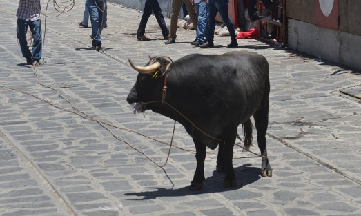 Con reglas distintas y con algunos pobladores en desacuerdo, quienes no colocaron gradas en sus domicilios como en años anteriores, se llevó a cabo la Xiqueñada 2017, donde los participantes debían de registrarse previamente y no estar alcoholizados, además que los toros fueron soltados en intervalos y no todos juntos como era costumbre.
