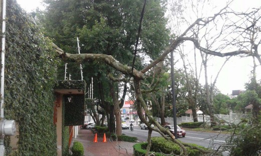 Este miércoles, por el viento que ha corrido en la ciudad se tiene un registro de un árbol caído en la calle Gonzalo Vásquez Vela, de la colonia El Mirador; otro árbol caído en la calle Sebastian Bach, frente al parque El Huarache, del fraccionamiento Indeco Ánimas.