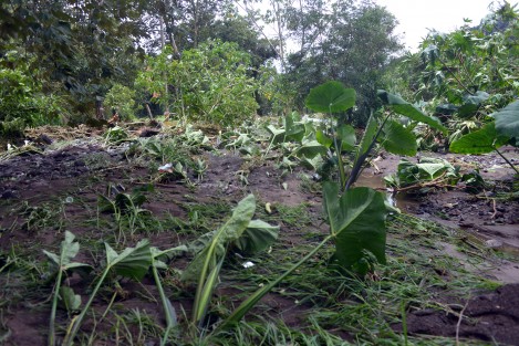 Algunos plantíos, como los de maíz, resultaron afectados en Coacoatzintla por la lluvia y los fuertes vientos que trajo Franklin a su paso.
