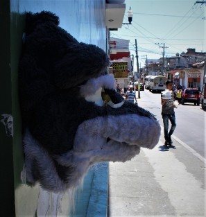 Ante la prohibición de animales en espectáculos, habrá que optar por los de peluche. 