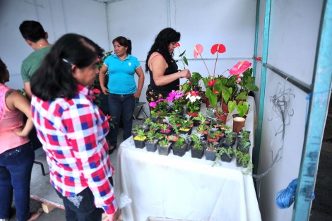 En el Marco del Festival de las Flores Xalapa llena de Luz 2017, decenas de familias disfrutan del tradicional paseo peatonal de Los Lagos en donde se encuentran instalados y hasta el 3 de septiembre, productos de Xalapa y la región, como  ropa, dulces típicos, productos naturales, antojitos, y por supuesto las flores. 
