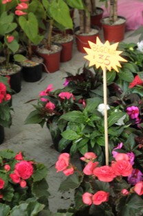 En el Marco del Festival de las Flores Xalapa llena de Luz 2017, decenas de familias disfrutan del tradicional paseo peatonal de Los Lagos en donde se encuentran instalados y hasta el 3 de septiembre, productos de Xalapa y la región, como ropa, dulces típicos, productos naturales, antojitos, y por supuesto las flores. 