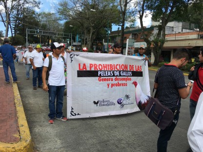Cientos de personas cuya economía gira alrededor de los espectáculos con gallosy toros marcharon hacia la Plaza Lerdo en demanda de que no se vete esta actividad en el estado de Veracruz.