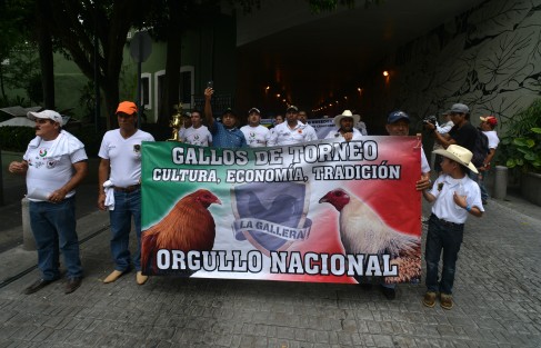 Miles de aficionados a las peleas de gallos y a la tauromaquia en Veracruz y otros estados, marcharon desde el Teatro del Estado hasta el centro de la ciudad, para dialogar con autoridades de gobierno, luego de que el gobernador Miguel Ángel Yunes, vetara la reforma que volvía a permitir vaquilladas y peleas de gallos en el estado. 