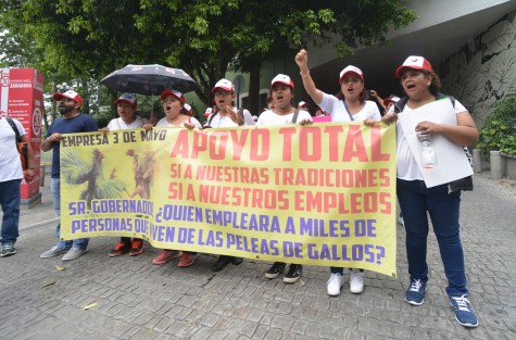 Con megamarcha piden al Gobernador que no se prohiban las vaquilladas y peleas de gallos. 