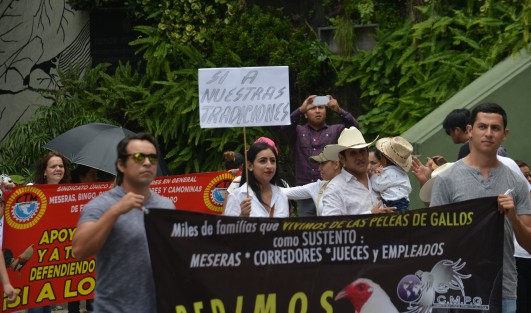 Con megamarcha piden al Gobernador que no se prohiban las vaquilladas y peleas de gallos. 