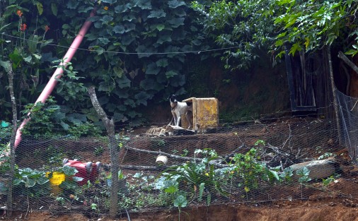 Ante la falta de recursos para cámaras de videovigilancia, un perro es amarrado a una hielera para que cumpla su labor de vigilancia en un terreno baldío en la periferia de Xalapa.