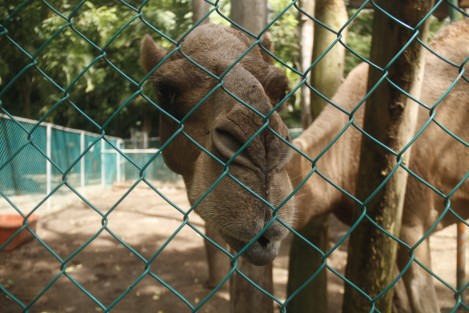 En el zoológico de Veracruz, Miguel Ángel de Quevedo, el dromedario de nombre Bin goza aparentemente de buena salud. En redes sociales se publicó que el animal sufría de malos tratos y desnutrición, sin embargo en un recorrido por el lugar, se pudo constatar que se encuentra estable y bien alimentado. 
