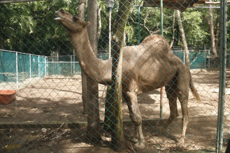 En el zoológico de Veracruz, Miguel Ángel de Quevedo, el dromedario de nombre Bin goza aparentemente de buena salud. En redes sociales se publicó que el animal sufría de malos tratos y desnutrición, sin embargo en un recorrido por el lugar, se pudo constatar que se encuentra estable y bien alimentado.