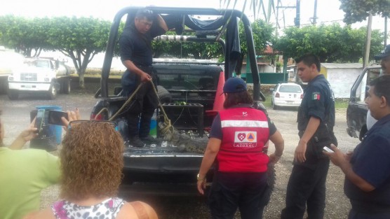 Un cocodrilo  de aproximadamente 2 metros de largo, fue caturado atrás del salón de usos múltiples de la comunidad de Miguel Alemán, municipio de Atoyac. Elementos de la policía lo pusieron en resguardo. 