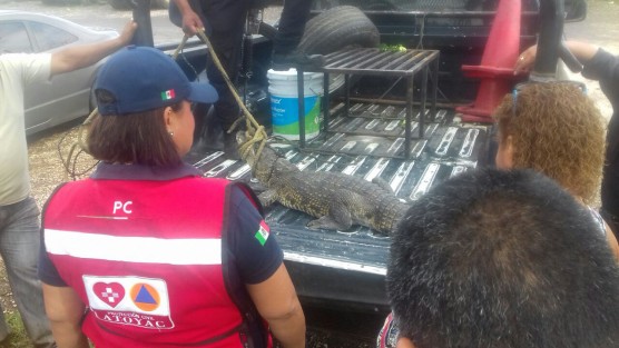 Un cocodrilo  de aproximadamente 2 metros de largo, fue caturado atrás del salón de usos múltiples de la comunidad de Miguel Alemán, municipio de Atoyac. Elementos de la policía lo pusieron en resguardo. 