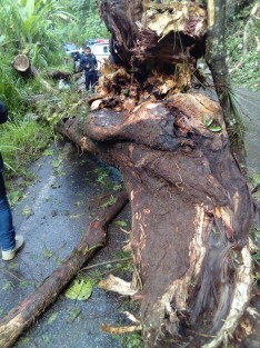 Debido a las lluvias de las últimas horas, se registró esta mañana un deslave en la carretera a Teocelo,  a la altura de la barranca Metlacoba, donde se vio interrumpido el paso vehicular por una hora. 