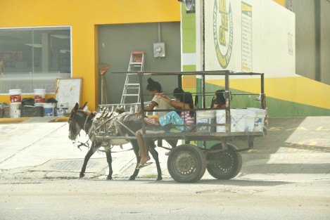 Carretones tirados por caballos y burros circulan por la ciudad de Veracruz; ya sea sobre el bulevar turístico, calles del centro o en las colonias populares. Hasta el momento no ha habido detenidos ni se han montado operativos por parte de la Fiscalía Especializada en Delitos Contra el Medio Ambiente y los Animales. 