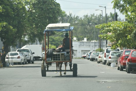 Carretones tirados por caballos y burros circulan por la ciudad de Veracruz; ya sea sobre el bulevar turístico, calles del centro o en las colonias populares. Hasta el momento no ha habido detenidos ni se han montado operativos por parte de la Fiscalía Especializada en Delitos Contra el Medio Ambiente y los Animales. 