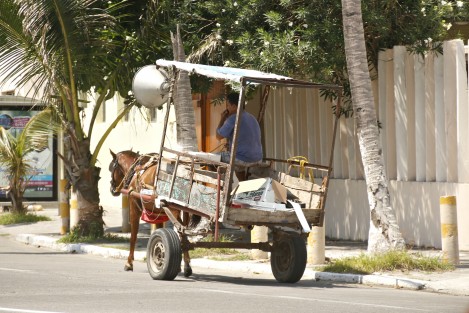 Carretones tirados por caballos y burros circulan por la ciudad; ya sea sobre el bulevar turístico, calles del centro o en las colonias populares. Hasta el momento no ha habido detenidos ni se han montado operativos por parte de la Fiscalía Especializada en Delitos Contra el Medio Ambiente y los Animales. 