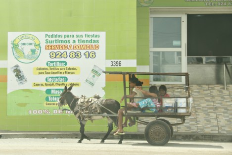 Carretones tirados por caballos y burros circulan por la ciudad; ya sea sobre el bulevar turístico, calles del centro o en las colonias populares. Hasta el momento no ha habido detenidos ni se han montado operativos por parte de la Fiscalía Especializada en Delitos Contra el Medio Ambiente y los Animales. 