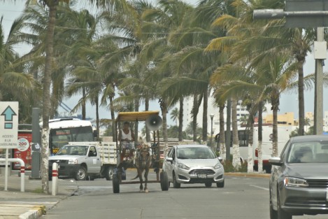 Carretones tirados por caballos y burros circulan por la ciudad; ya sea sobre el bulevar turístico, calles del centro o en las colonias populares. Hasta el momento no ha habido detenidos ni se han montado operativos por parte de la Fiscalía Especializada en Delitos Contra el Medio Ambiente y los Animales. 