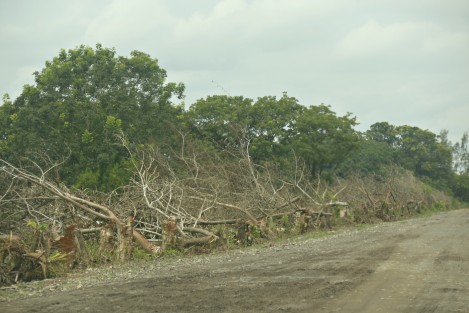 Decenas de árboles de diferentes especies, fueron talados a lo largo del camino vecinal La Esperanza- Potrerillo en el municipio de Medellín. Las autoridades no han informado si esto obedece a algún proyecto de ampliación del terraplén y si se cuentan con los permisos correspondientes.