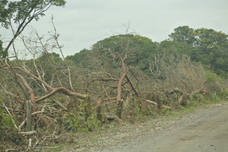 Decenas de árboles de diferentes especies, fueron talados a lo largo del camino vecinal La Esperanza- Potrerillo en el municipio de Medellín. Las autoridades no han informado si esto obedece a algún proyecto de ampliación del terraplén y si se cuentan con los permisos correspondientes.