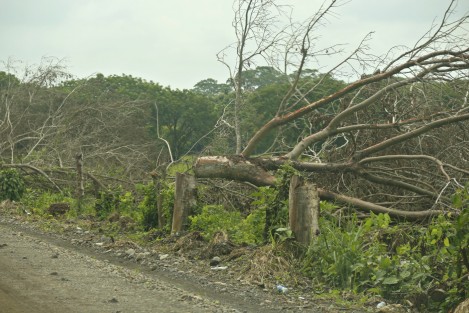 Decenas de árboles de diferentes especies, fueron talados a lo largo del camino vecinal La Esperanza- Potrerillo en el municipio de Medellín. Las autoridades no han informado si esto obedece a algún proyecto de ampliación del terraplén y si se cuentan con los permisos correspondientes.