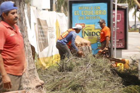 Pese a las muestras que el planeta está dando sobre los efectos del cambio climático, una empresa constructora taló un par de pinos sobre el bulevar Ruiz Cortines, justo a la entrada donde se construye un restaurante. El negocio sigue siendo primero.
