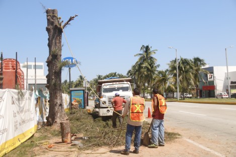 Pese a las muestras que el planeta está dando sobre los efectos del cambio climático, una empresa constructora taló un par de pinos sobre el bulevar Ruiz Cortines, justo a la entrada donde se construye un restaurante. El negocio sigue siendo primero.