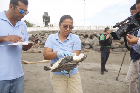 Una tortuga de la especie Verde, apareció muerta en la playa Gaviota. El cuerpo fue trasladado a las instalaciones del Sistema Nacional Parque Arrecifal Veracruzano, para determinar las causas de su muerte. En el sitio hay mucha basura como lirio acuático, envasesde plástico y hasta una mancha de chapopote y un escurrimiento de aceite en uno de los drenajes pluviales.