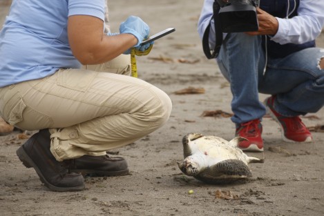 Una tortuga de la especie Verde, apareció muerta en la playa Gaviota. El cuerpo fue trasladado a las instalaciones del Sistema Nacional Parque Arrecifal Veracruzano, para determinar las causas de su muerte. En el sitio hay mucha basura como lirio acuático, envasesde plástico y hasta una mancha de chapopote y un escurrimiento de aceite en uno de los drenajes pluviales.