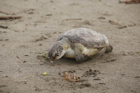 Una tortuga de la especie Verde, apareció muerta en la playa Gaviota. El cuerpo fue trasladado a las instalaciones del Sistema Nacional Parque Arrecifal Veracruzano, para determinar las causas de su muerte. En el sitio hay mucha basura como lirio acuático, envasesde plástico y hasta una mancha de chapopote y un escurrimiento de aceite en uno de los drenajes pluviales.
