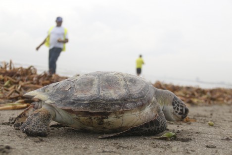 Una tortuga de la especie Verde, apareció muerta en la playa Gaviota. El cuerpo fue trasladado a las instalaciones del Sistema Nacional Parque Arrecifal Veracruzano, para determinar las causas de su muerte. En el sitio hay mucha basura como lirio acuático, envasesde plástico y hasta una mancha de chapopote y un escurrimiento de aceite en uno de los drenajes pluviales.