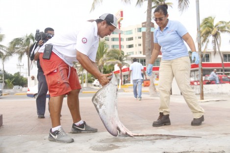 Una mantarraya murió en altamar y su cuerpo fue arrojado por la marea a la playa Martí del Puerto de Veracruz. Es el segundo animal marino que perece este día en playas de la conurbación. Las autoridades ambientales no han emitido comunicado al respecto.
