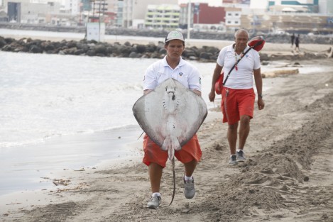 Una mantarraya murió en altamar y su cuerpo fue arrojado por la marea a la playa Martí del Puerto de Veracruz. Es el segundo animal marino que perece este día en playas de la conurbación. Las autoridades ambientales no han emitido comunicado al respecto.