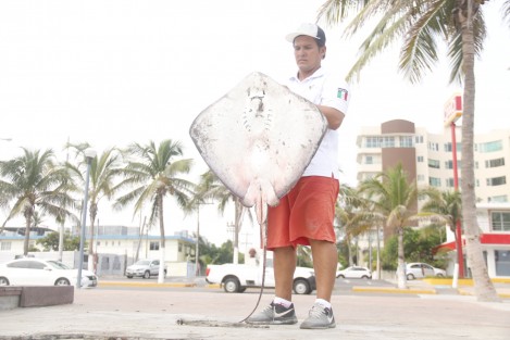 Una mantarraya murió en altamar y su cuerpo fue arrojado por la marea a la playa Martí del Puerto de Veracruz. Es el segundo animal marino que perece este día en playas de la conurbación. Las autoridades ambientales no han emitido comunicado al respecto.