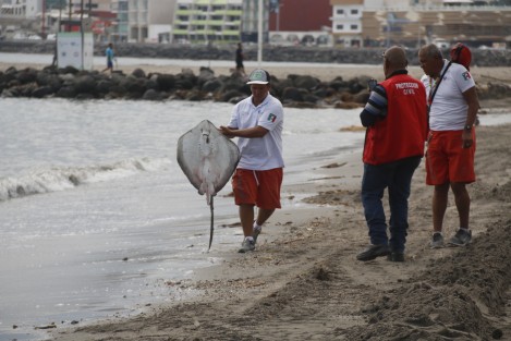 Una mantarraya murió en altamar y su cuerpo fue arrojado por la marea a la playa Martí del Puerto de Veracruz. Es el segundo animal marino que perece este día en playas de la conurbación. Las autoridades ambientales no han emitido comunicado al respecto.