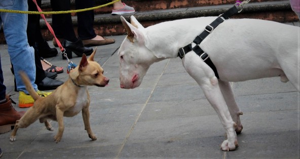 Como ya es tradición desde hace algunos años, en la iglesia de San José, de la capital veracruzana, con motivo de las fiestas de San Francisco de Asís, patrono de los animales, plantas, y ecologistas, se llevó a cabo la bendición de animales.