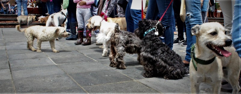 Como ya es tradición desde hace algunos años, en la iglesia de San José, de la capital veracruzana, con motivo de las fiestas de San Francisco de Asís, patrono de los animales, plantas, y ecologistas, se llevó a cabo la bendición de animales.