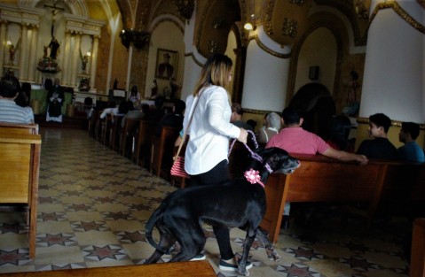 Como ya es tradición desde hace algunos años, en la iglesia de San José, de la capital veracruzana, con motivo de las fiestas de San Francisco de Asís, patrono de los animales, plantas, y ecologistas, se llevó a cabo la bendición de animales.