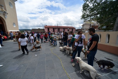 Como ya es tradición desde hace algunos años, en la iglesia de San José, de la capital veracruzana, con motivo de las fiestas de San Francisco de Asís, patrono de los animales, plantas, y ecologistas, se llevó a cabo la bendición de animales.