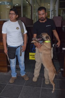 Entrenadores de perros hablaron sobre la importancia de educar a nuestras mascotas para el servicio de búsqueda y rescate, y no sólo para defensa, ya que en tragedias son de gran ayuda para la localización de personas o cuerpos sin vida, por lo que invitan a llevar a sus mascotas a recibir entrenamiento gratuito; como  Shira, quien  rescató 7 personas con vida y tres cadáveres en el sismo del pasado 19 de septiembre en la Ciudad de México. 