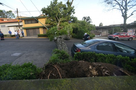 Un árbol de aproximadamente 6 metros cayó sobre la avenida Ignacio de la Llave, en Xalapa, dejando sin  energía eléctrica y teléfono algunas casas de la zona, y entorpeciendo el tráfico en la zona.
