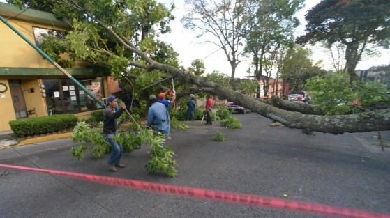 Por fortuna nadie pasaba en esos momentos por el lugar, y sólo hubo daños materiales. Por algunas horas la avenida fue cerrada al tránsito, mientras personal de parques y jardines así como Bomberos retiraban el árbol.
