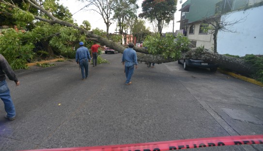 Un árbol de aproximadamente 6 metros cayó sobre la avenida Ignacio de la Llave, en Xalapa, dejando sin  energía eléctrica y teléfono algunas casas de la zona, y entorpeciendo el tráfico en la zona.
