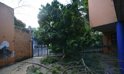 Un árbol de aproximadamente 6 metros cayó sobre la avenida Ignacio de la Llave, en Xalapa, dejando sin  energía eléctrica y teléfono algunas casas de la zona, y entorpeciendo el tráfico en la zona.
