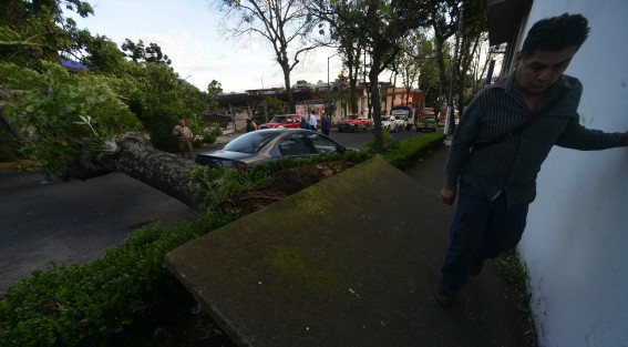 Un árbol de aproximadamente 6 metros cayó sobre la avenida Ignacio de la Llave, en Xalapa, dejando sin  energía eléctrica y teléfono algunas casas de la zona, y entorpeciendo el tráfico en la zona.
