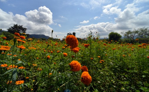 Invitan a las personas a acudir a comprar su flor y de esta manera ayudar a los habitan este lugar, como es el caso de don Víctor, quien lleva varias décadas sembrándola.
