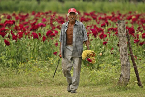 Productores de flores del municipio de Medellín, sólo pudieron sembrar este año la especie conocida como Moco de Pavo.  Los campesinos aseguran que es difícil conseguir semilla de Cempasúchil por el elevado precio al que se oferta en el mercado.
